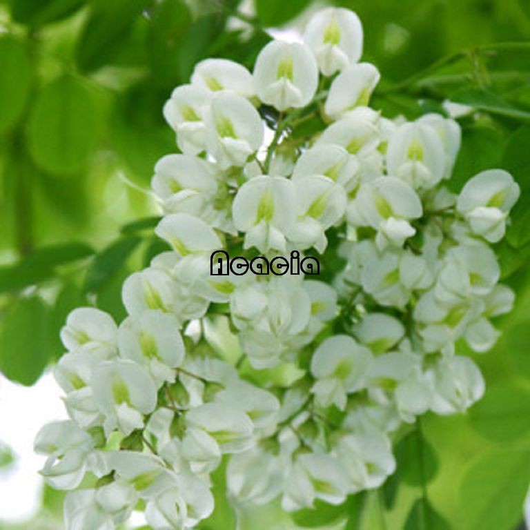 ACACIA HONEY-02.jpg ACACIA HONEY-02.jpg