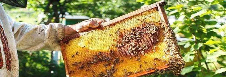 Beeswax Yellow Beeswax